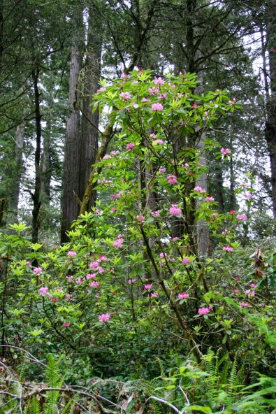 Rhododendrons in the understory