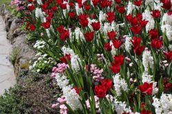 tulips, hyacinths, daisies