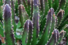 Stapelia gigantea (Carrion Plant)