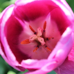 The insides of tulips are as beautiful as their outsides.