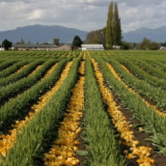 Workers had already removed the petals from tulip plants in several fields.