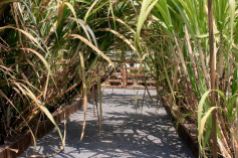 Sugar cane garden (36 species)