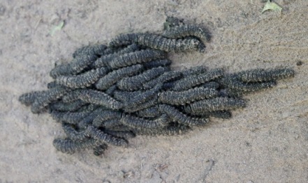 Rolling swarm of caterpillars