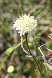Desert pincushion (Chaenactis fremontii)