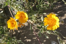 Desert sunflower (Geraea canescens)